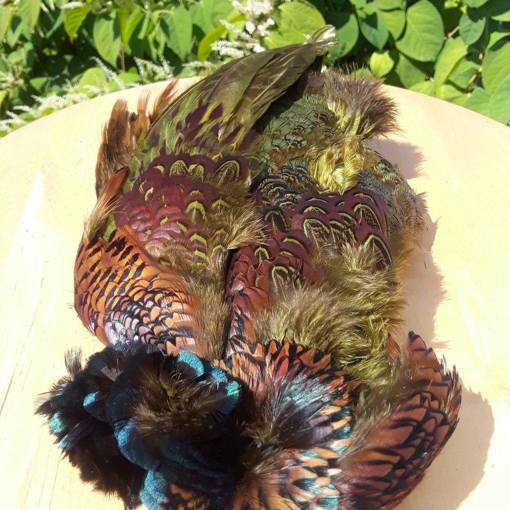 pheasant feathers